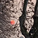 Divino Tramonto Altedo